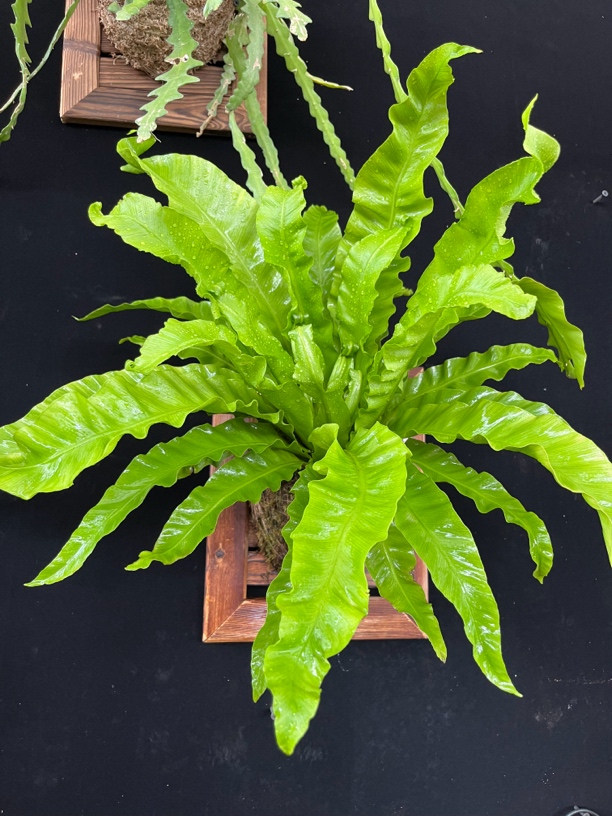 板植展叶鸟巢蕨，雨林感十足，耐阴易养护
