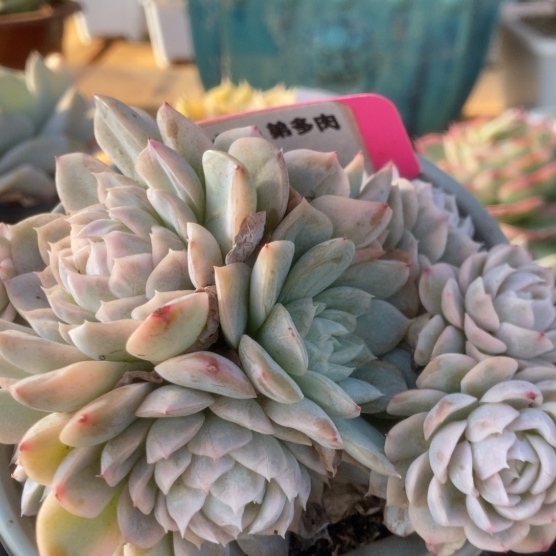 402雪球锦锦锦锦锦