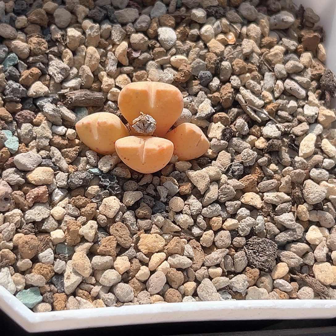 多肉植物满58包邮