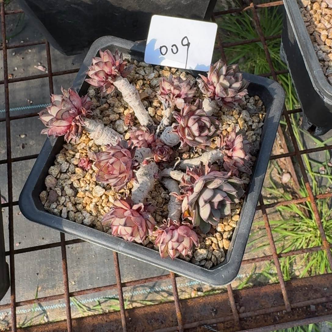 009号不知名多肉植物