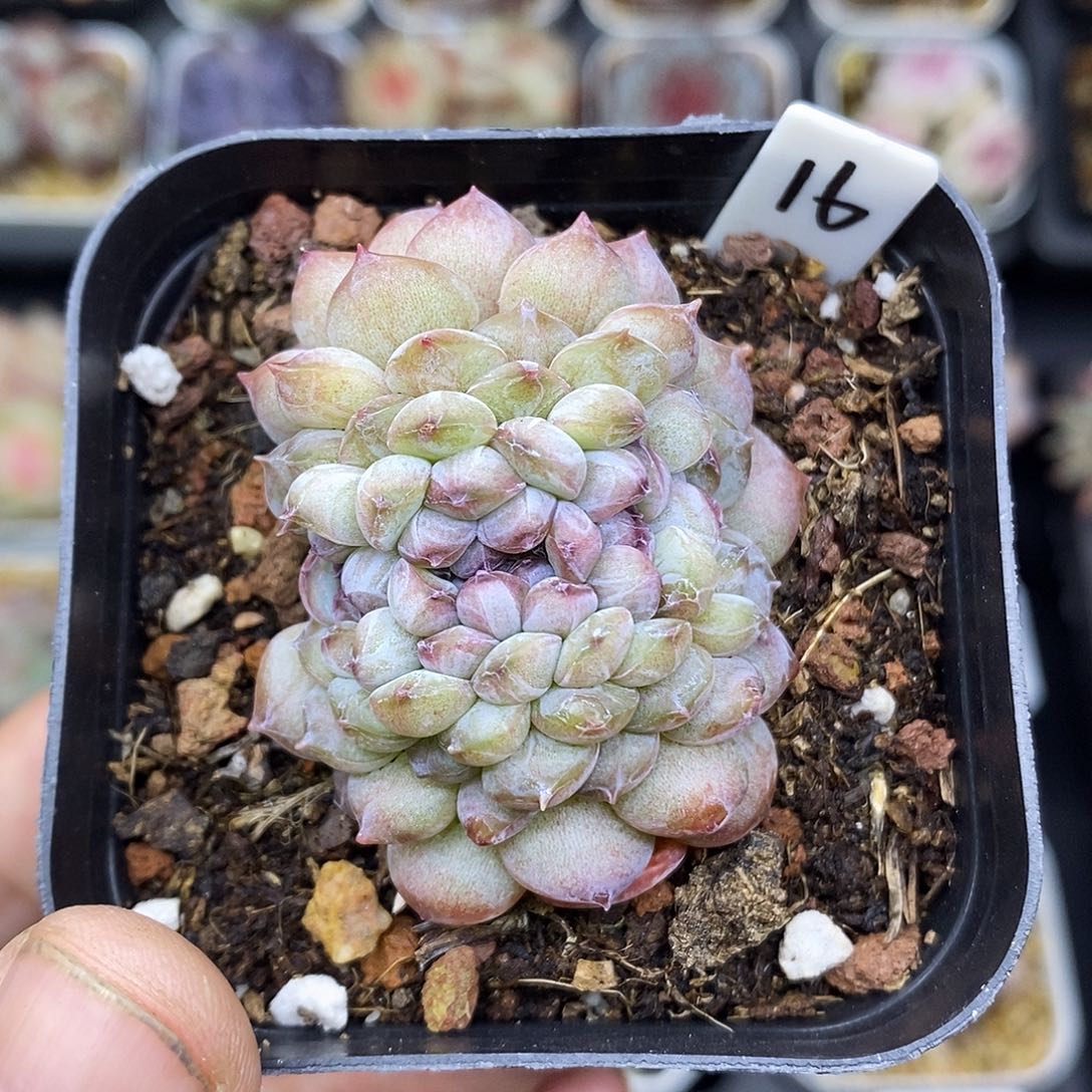 糖心缀化6.5厘米盆多肉