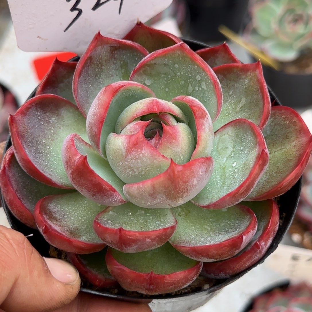 玫瑰惊鸿一物一拍包装收缩花旱324