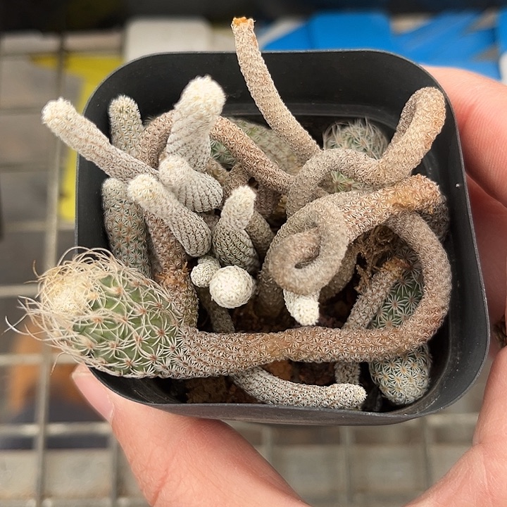 我也不知道我为什么要