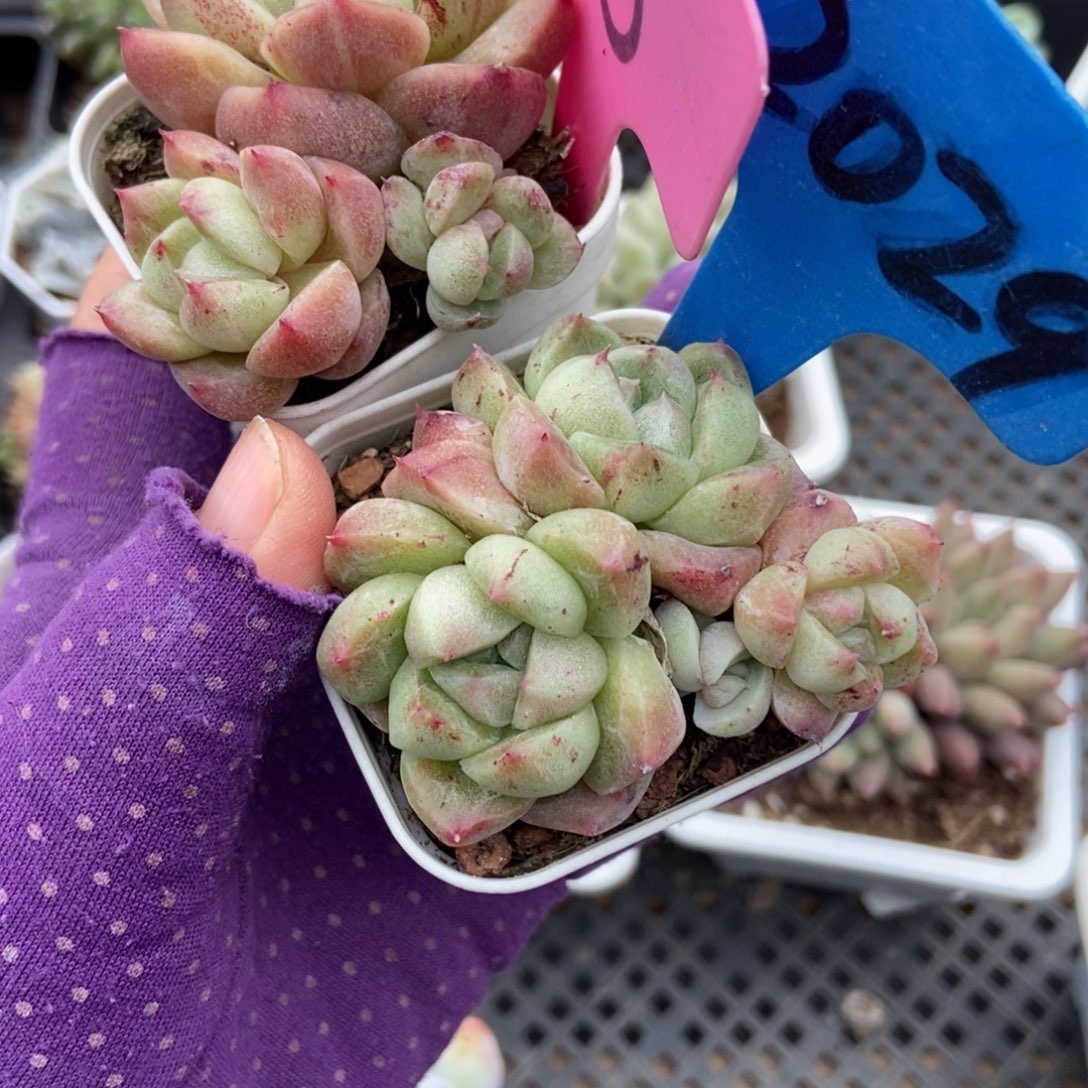 8 2029白玫瑰石化多肉