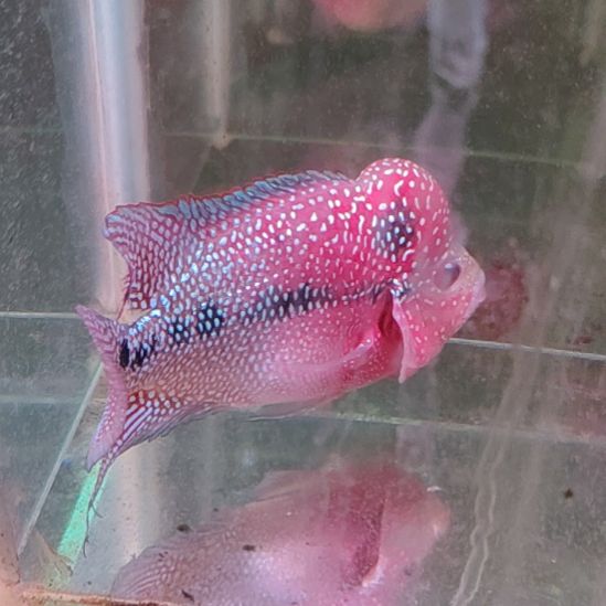 罗汉鱼22222222222