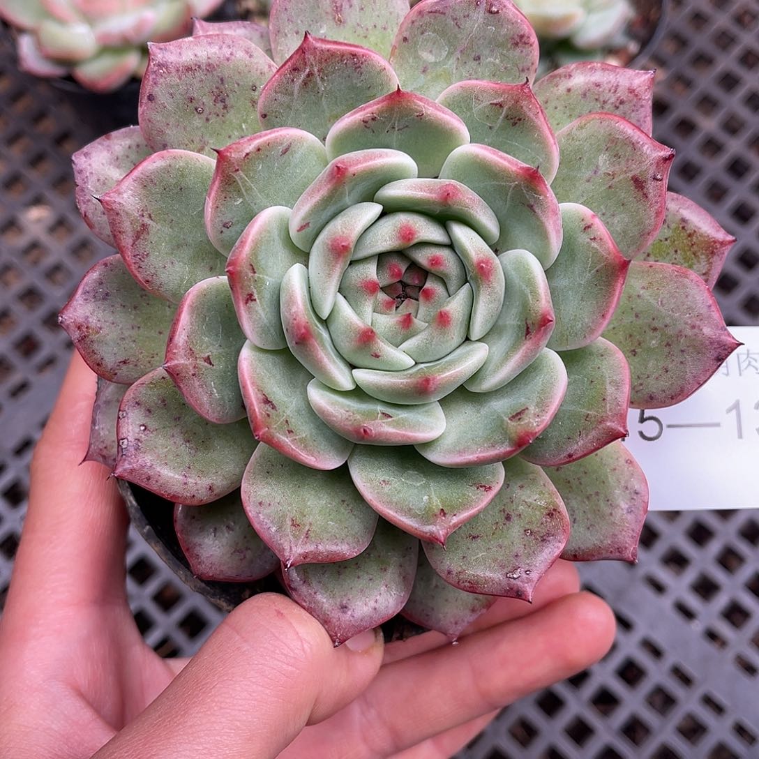 多肉一物一拍15-134