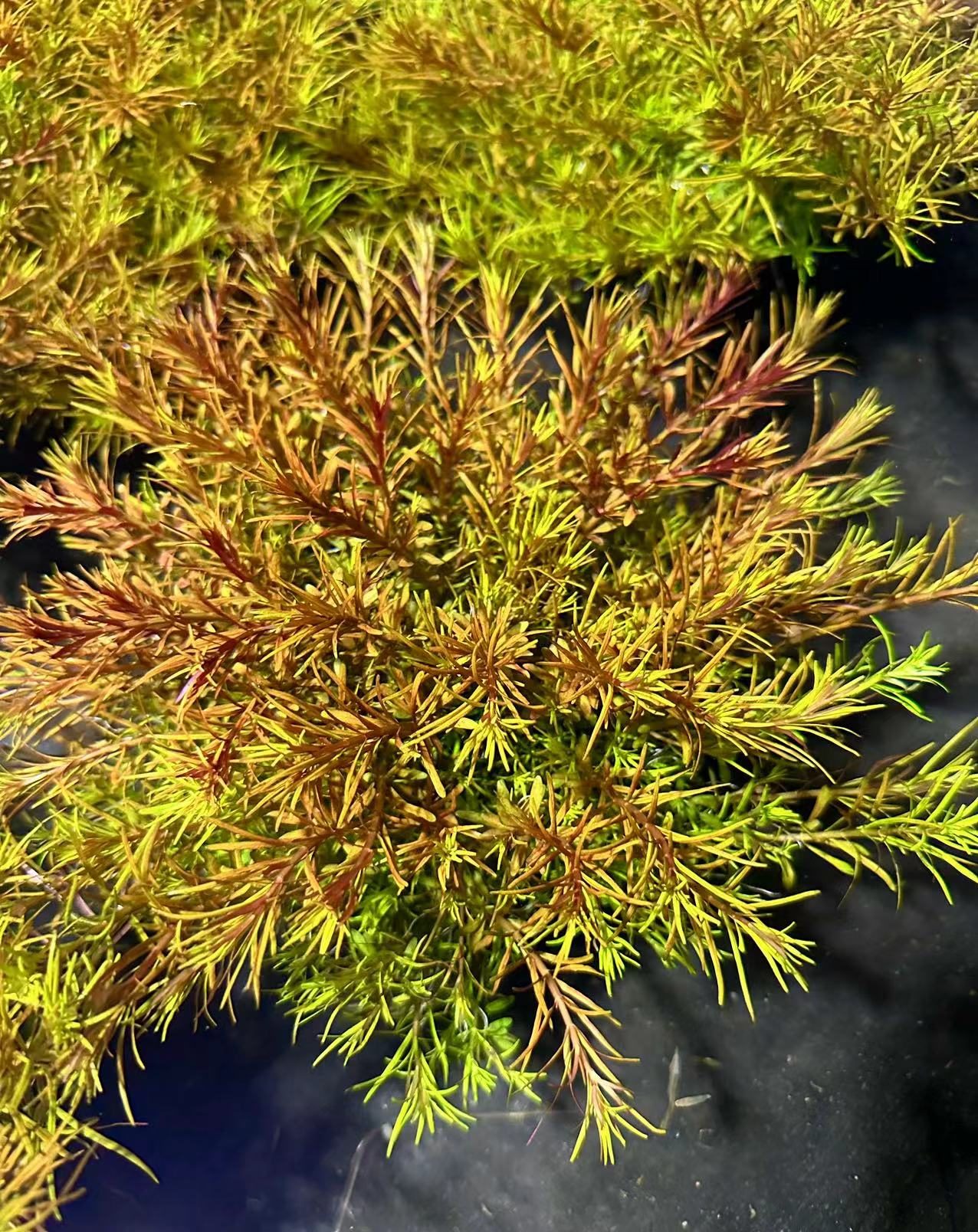 【十字牛顿】四季水草大坨鱼缸鱼池造景中后景新手好养水草