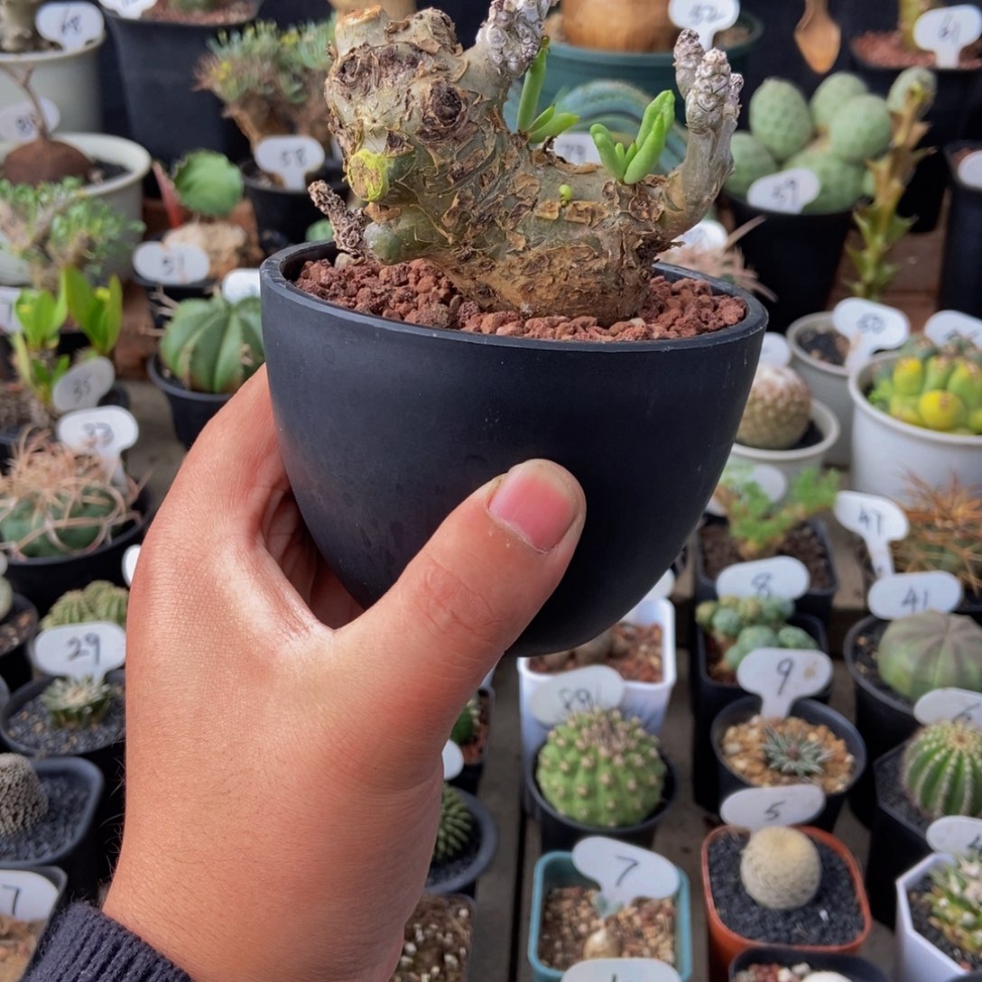 白象一个一物一拍