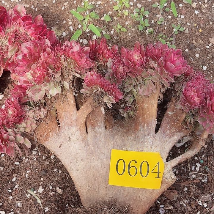 多肉植物倾城缀0604