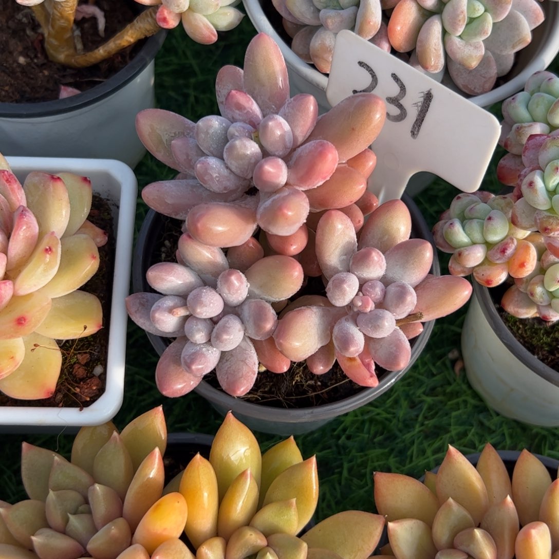 汤圆多肉植物保护研究所