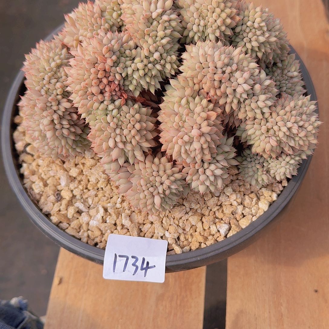 芳1734胖小丁缀多肉