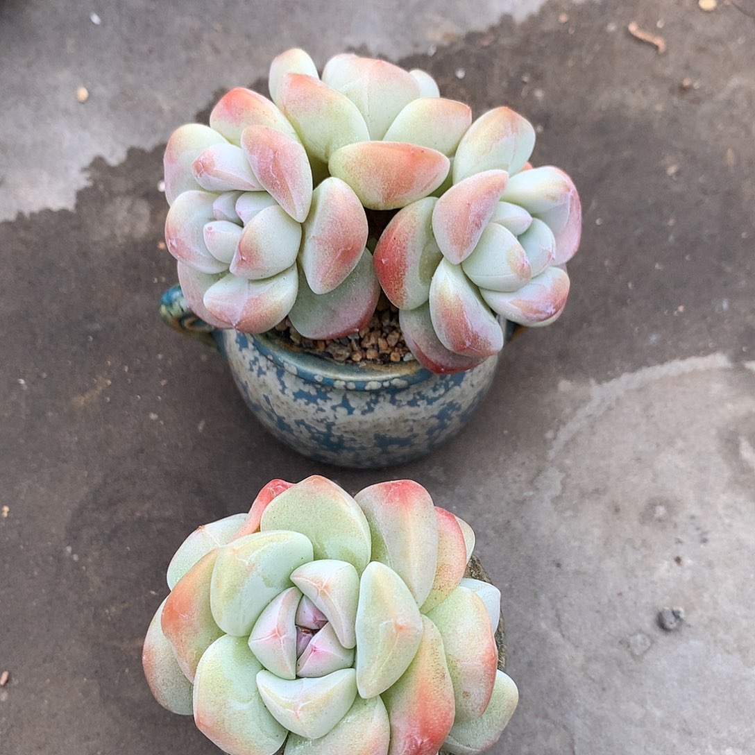 一物一拍，冰玉群两颗带盆