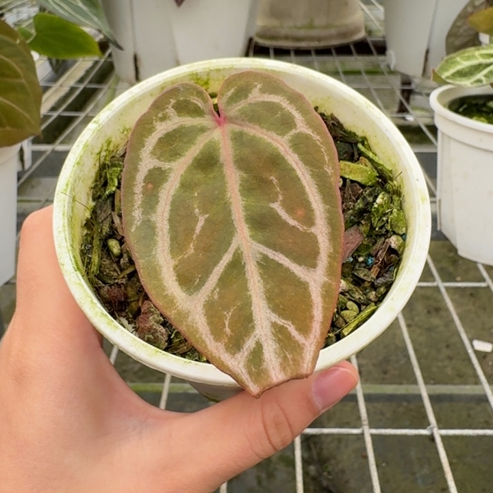 完全开放福利7skg紫
