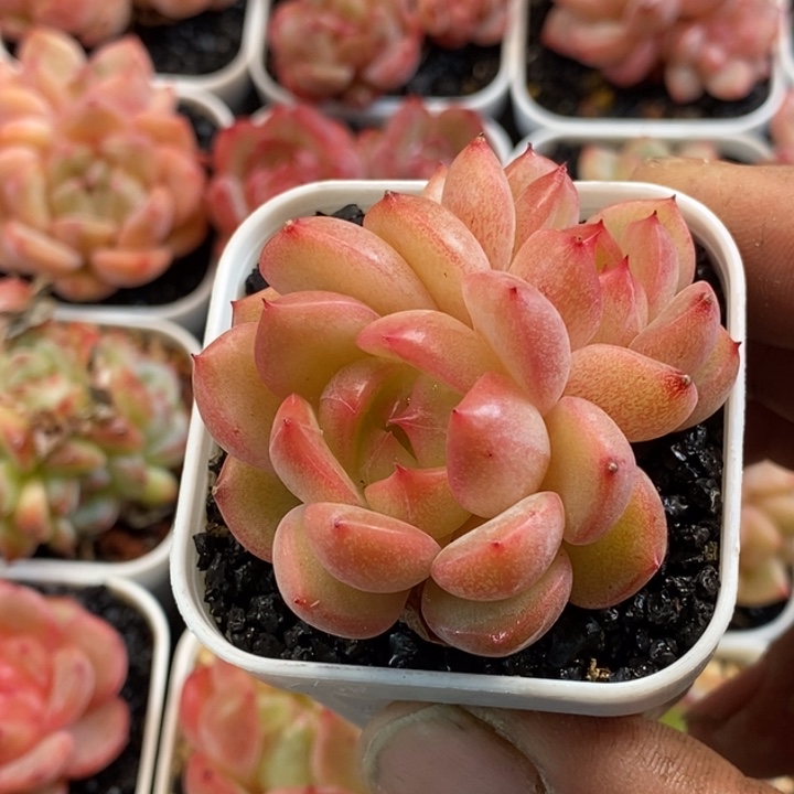 天官赐福百无禁忌