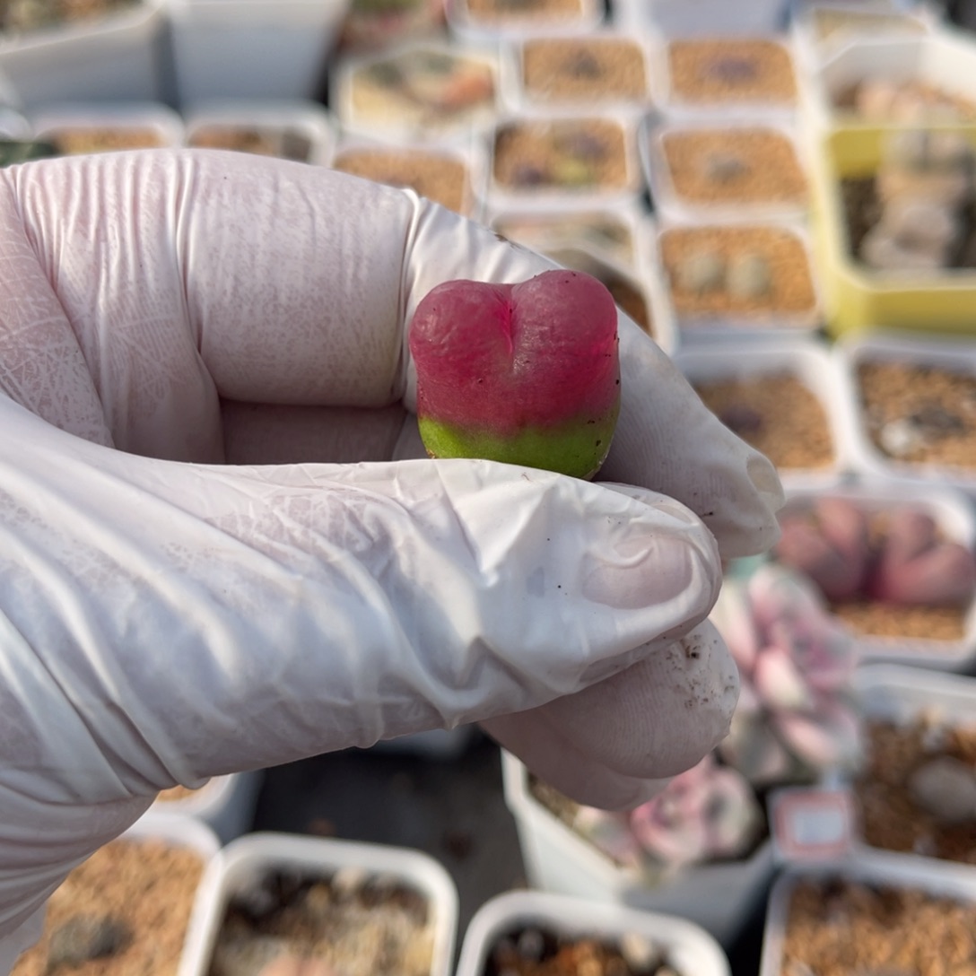 多肉植物一物一拍36