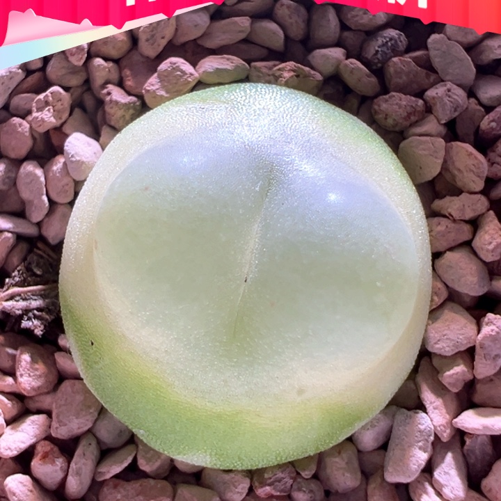 w613。优选馒头窗 大嘟嘟嘟窗 