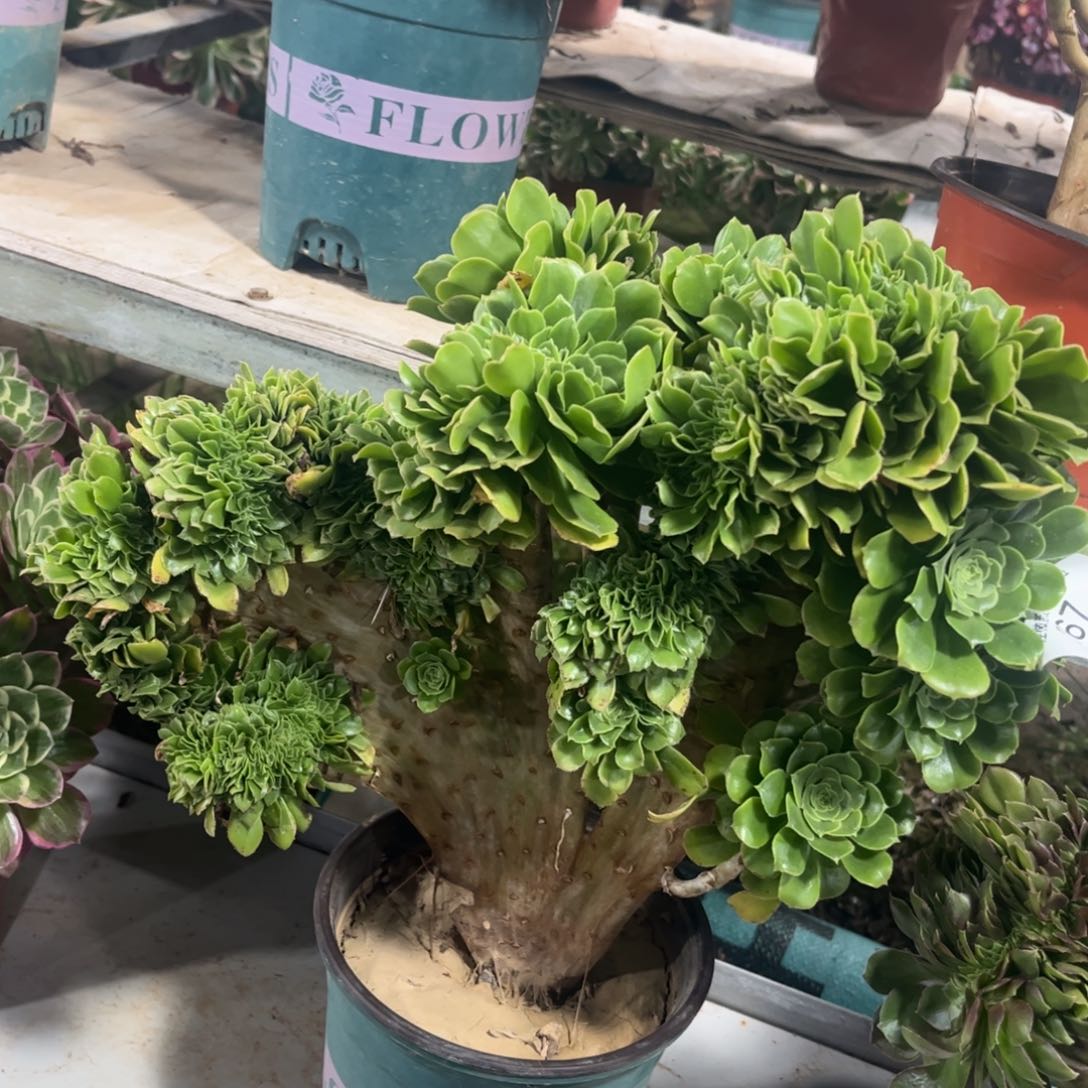 267绿羊绒缀化多肉植物法师