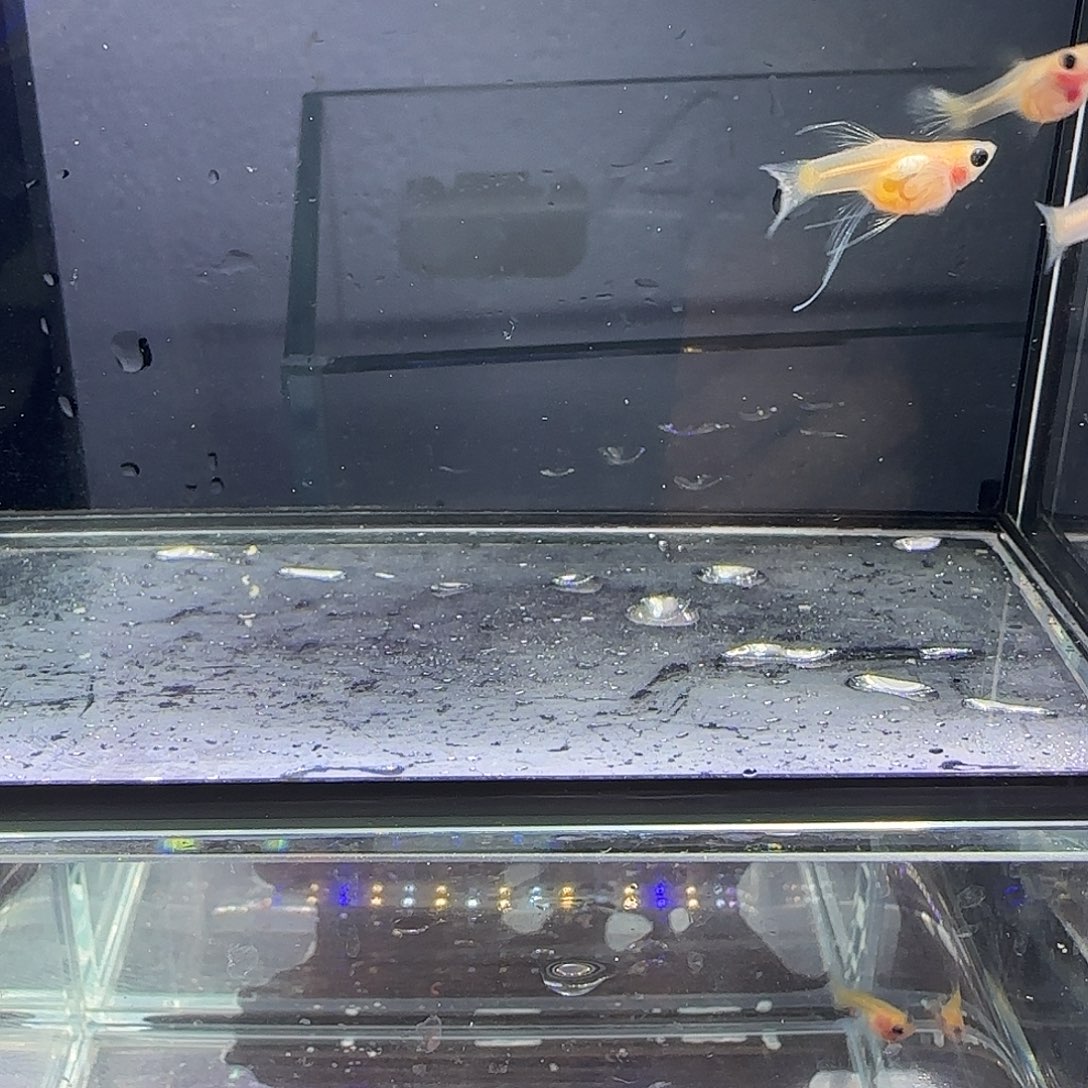 孔雀鱼黄蕾丝大c清港五条