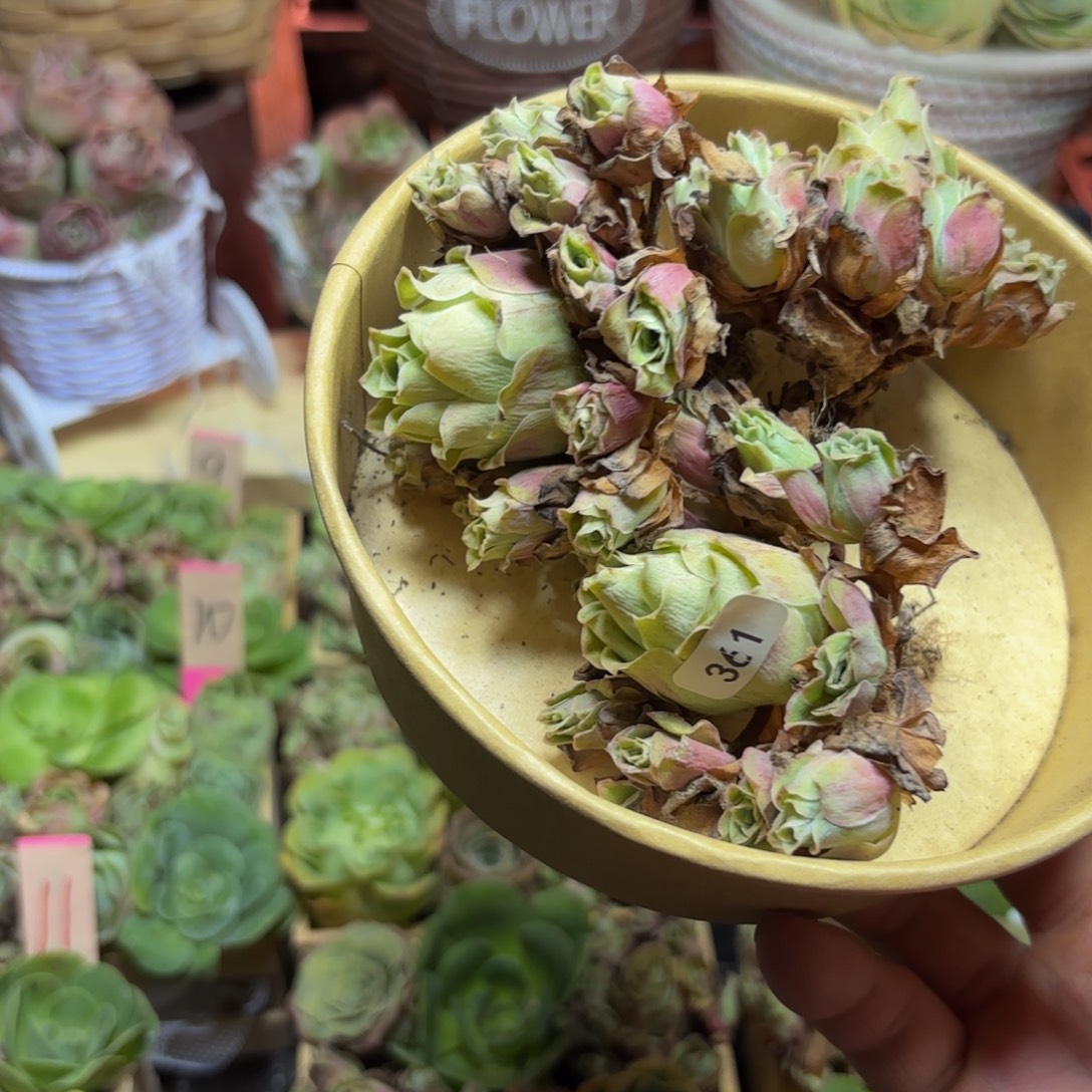 @***韩山地玫瑰多肉植物花卉361