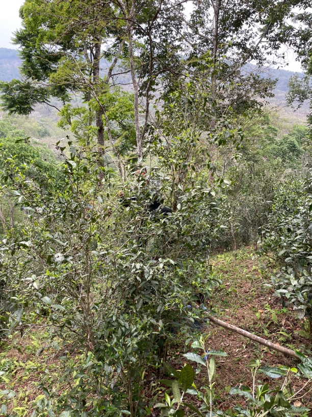 2025年头春革登大乔木散料 天鹅抱蛋