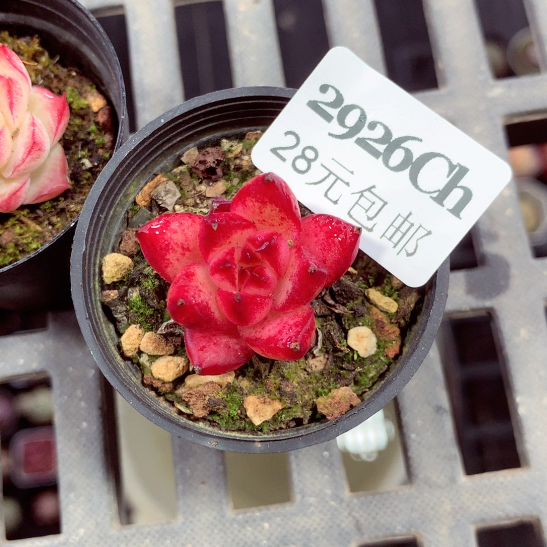 5厘米盆精控多肉2926