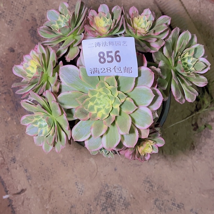 856海王多肉植物老桩