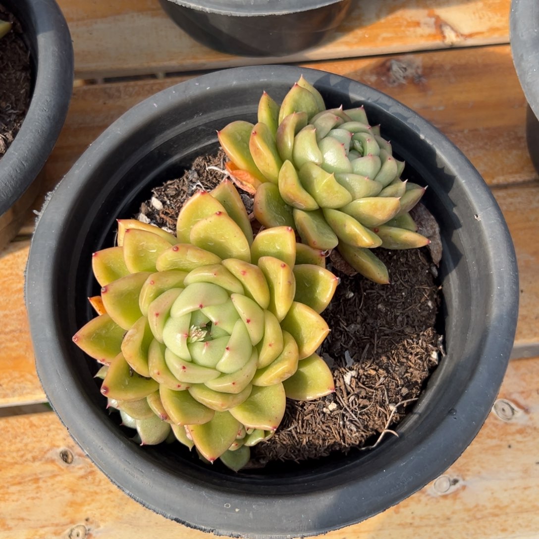 多肉双头白玫瑰【非偏远地区满18包邮】