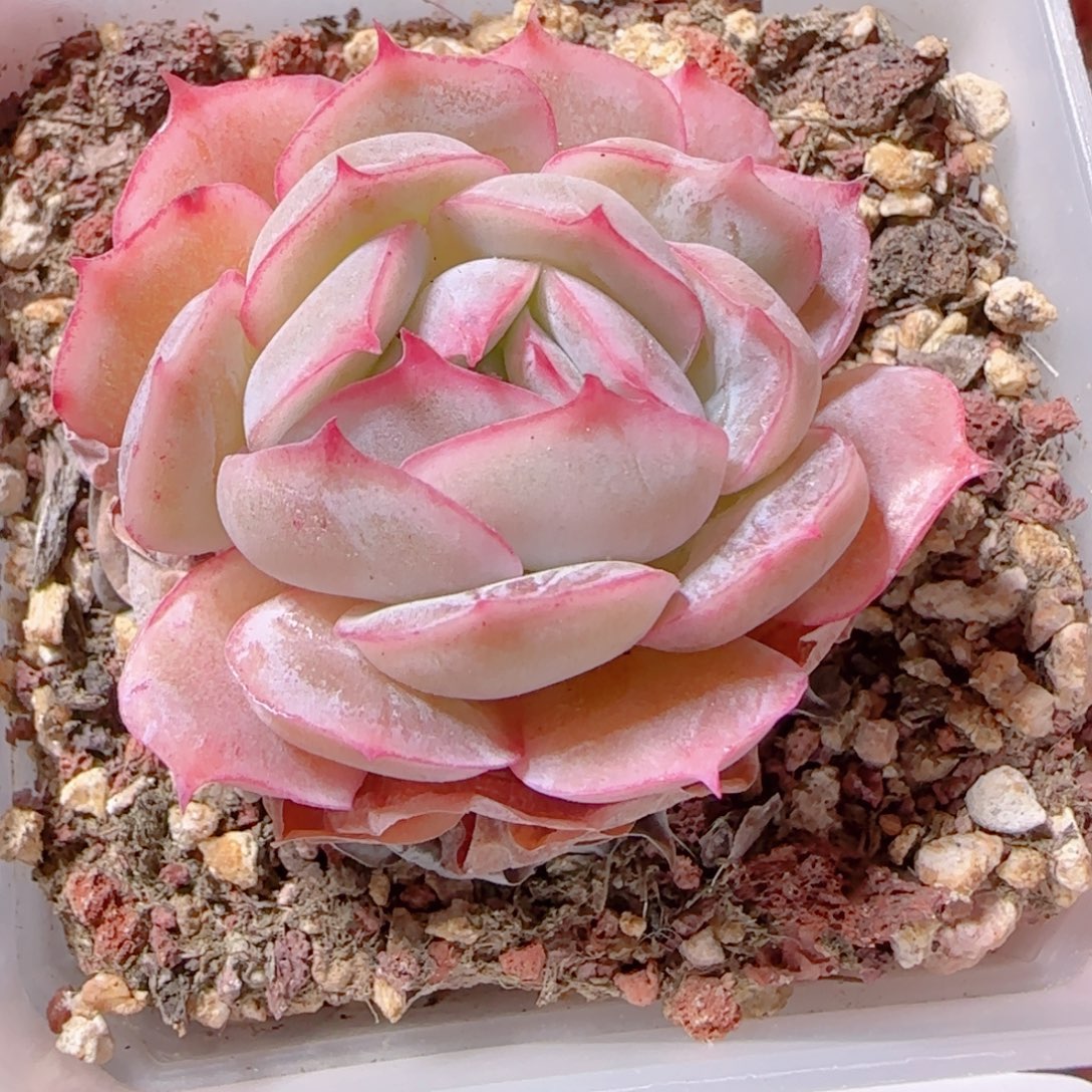 花语多肉1206-102希纳