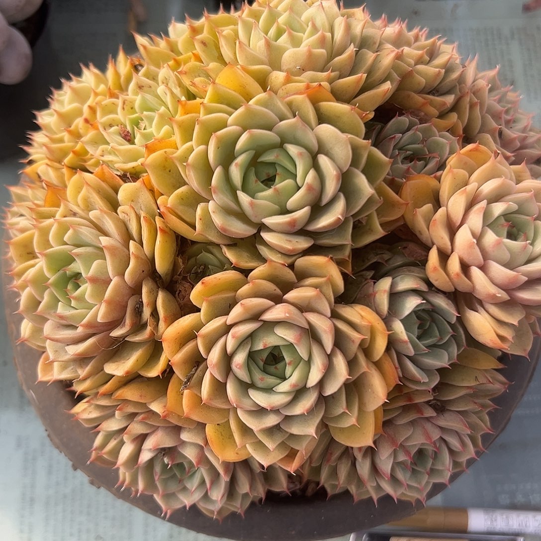 苯巴蒂斯一物一拍