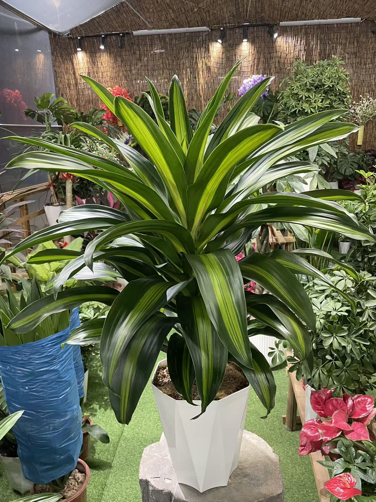 金心百合竹也门铁室内盆栽吸甲醛四季常青净化空气适合办公室摆放