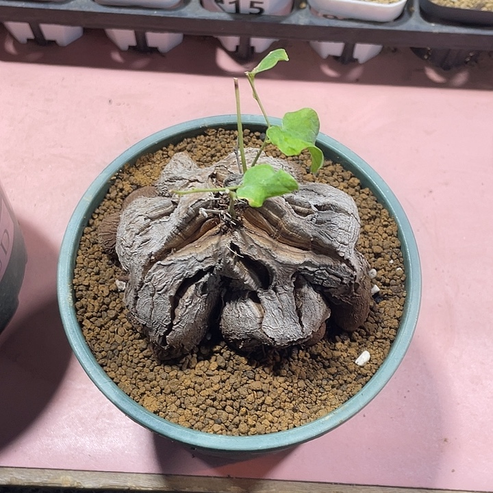 L***-233超大象足龟甲龙