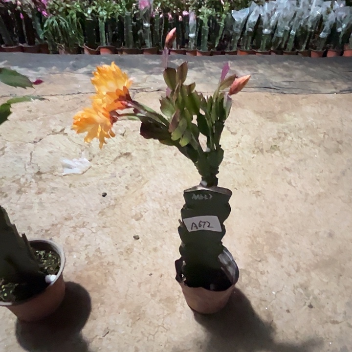 完全开放A672AN037蟹爪兰