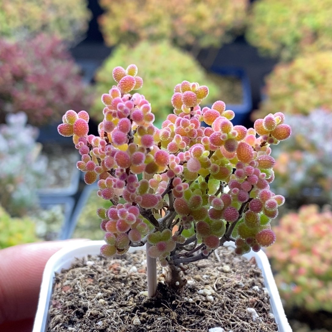 蜜橘糖球342。               