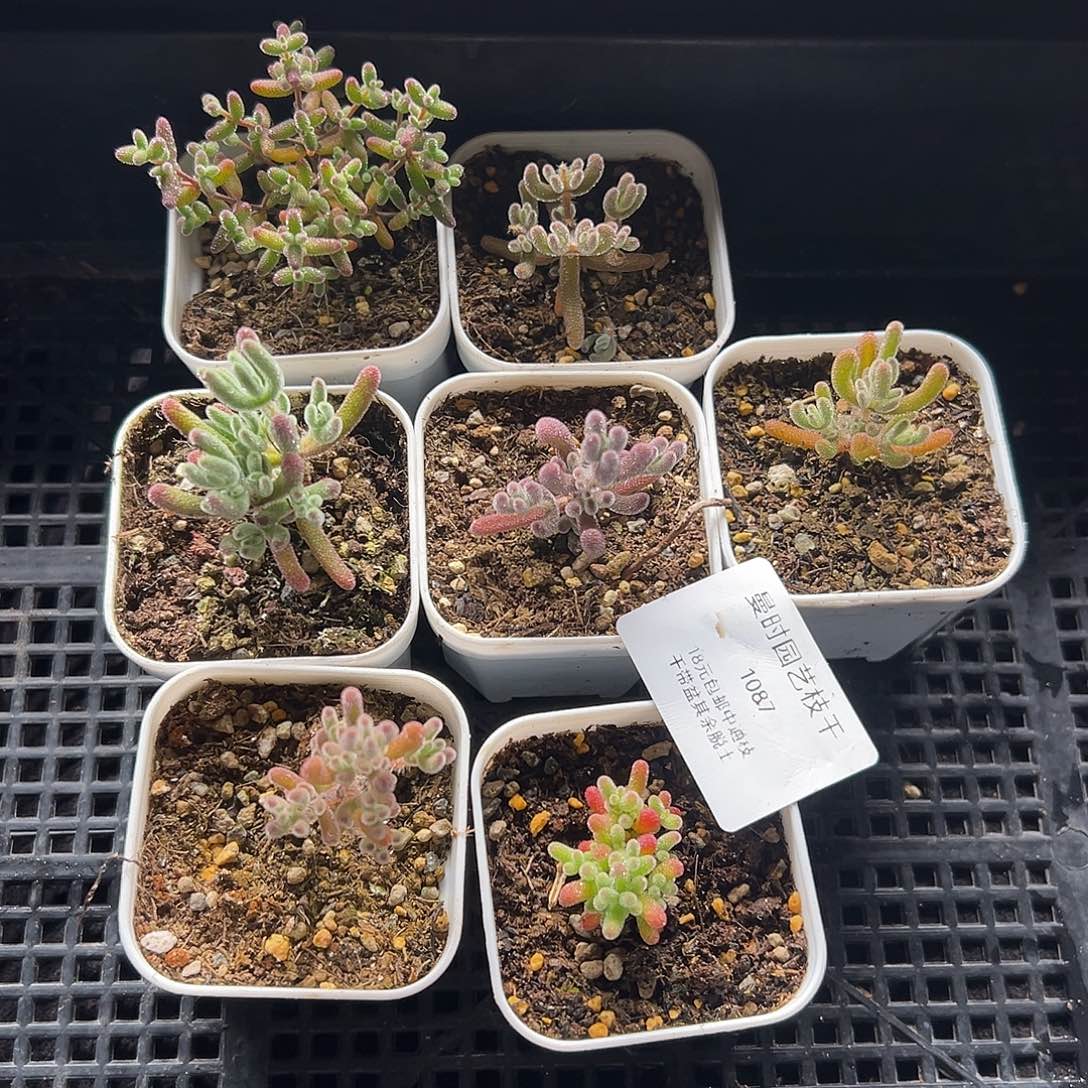 ?***～1087号枝干7颗12.29多肉