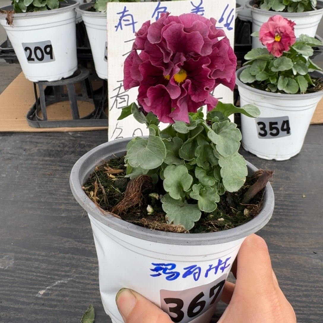 全部花朵367号玛丽林