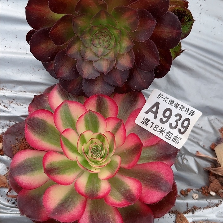 多肉法师淘宝福利