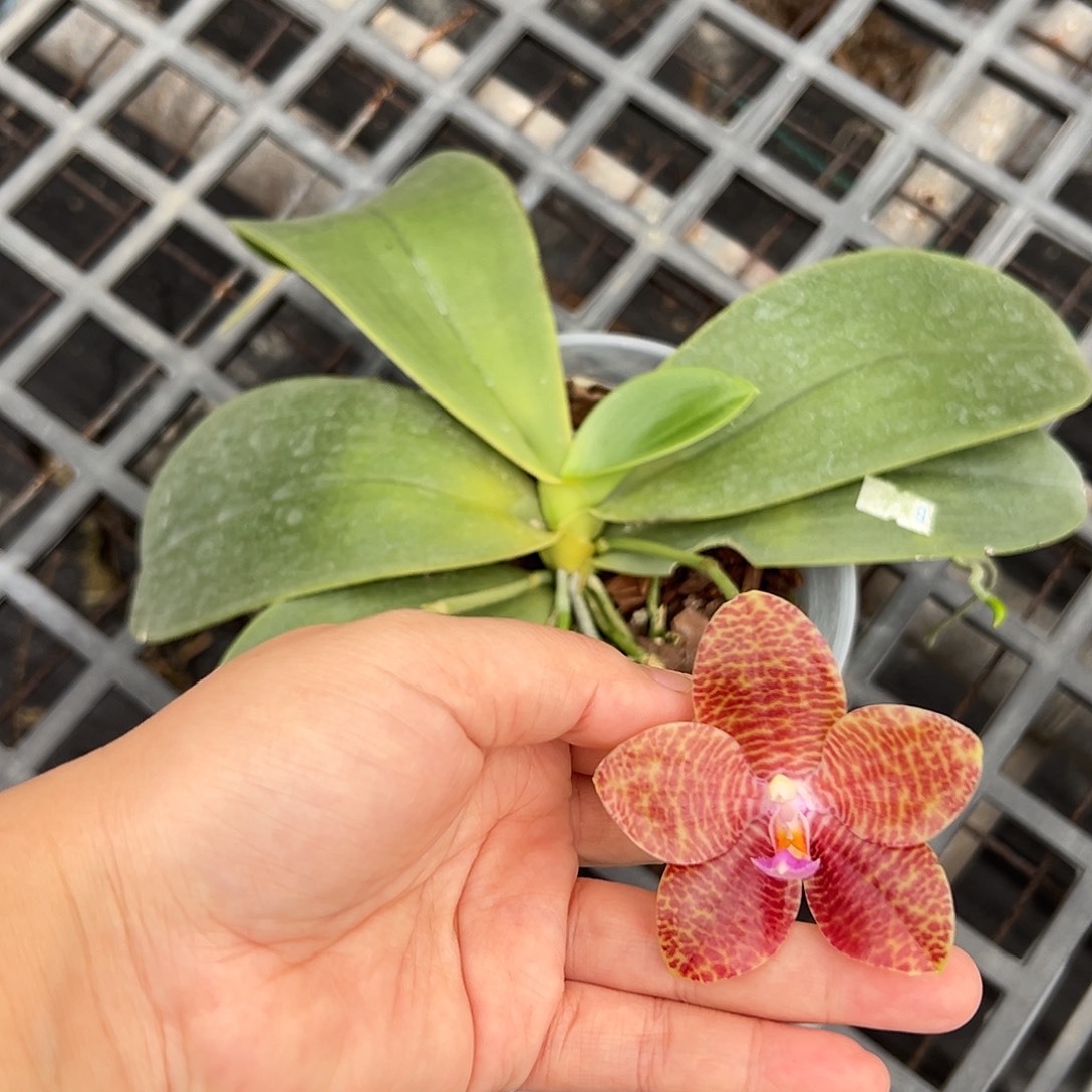 完全开放墨彩红豆杉