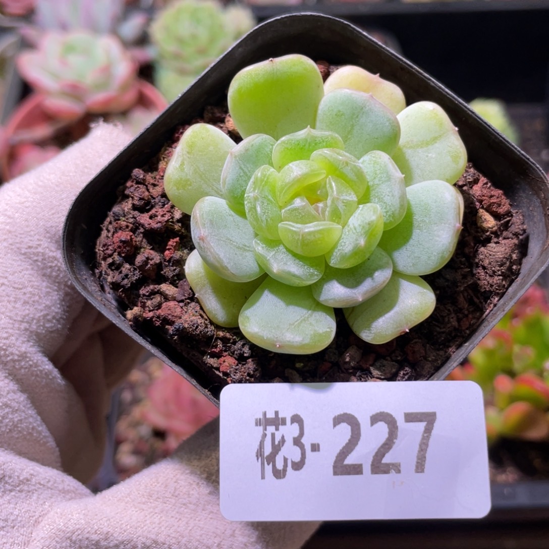 花利美3-227白色恋人