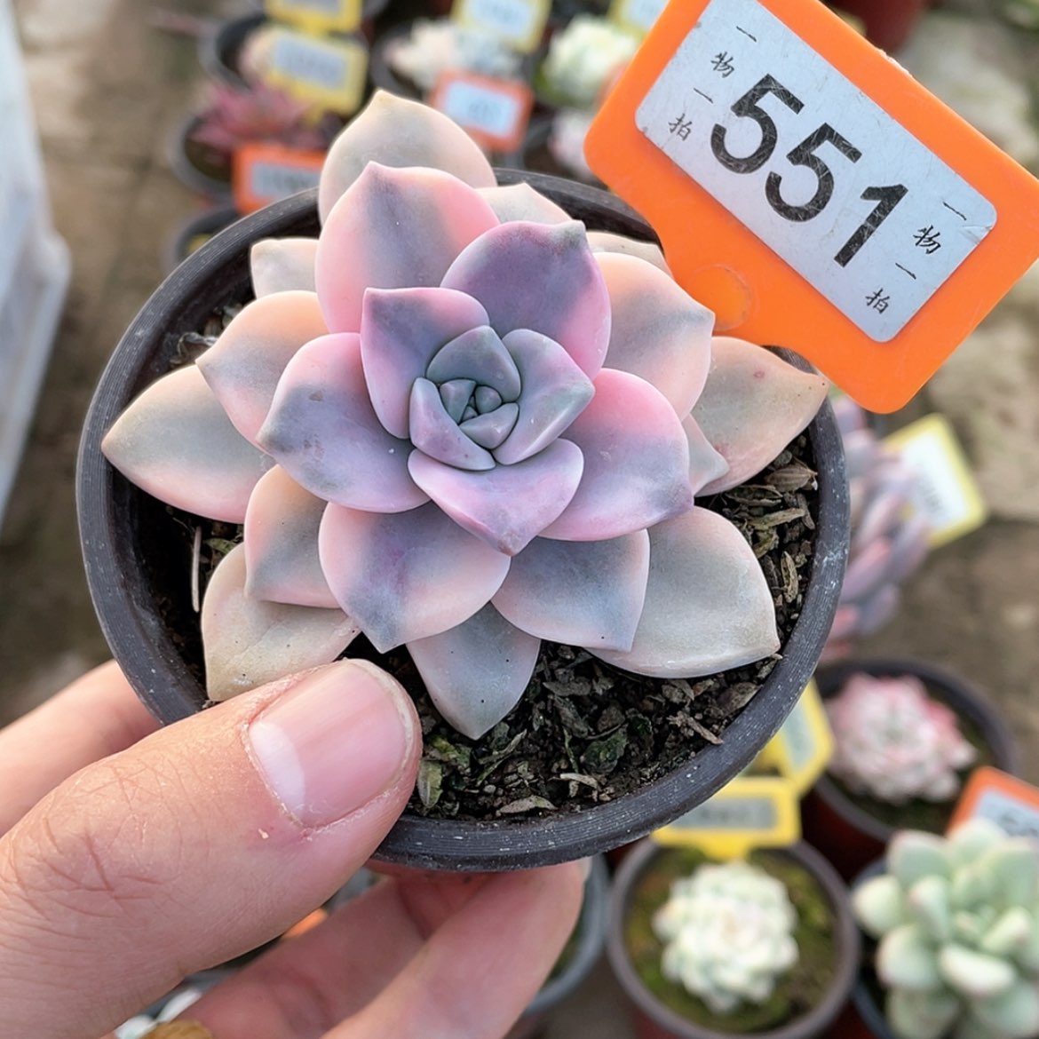 【闪购商品】551号