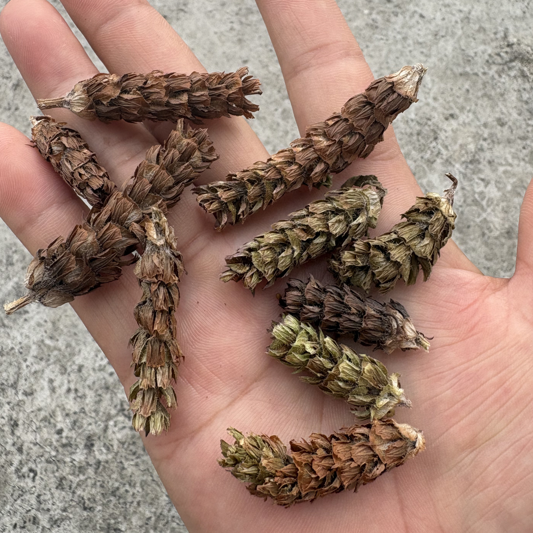 野生夏枯草农户自收自然晒干可煮水煲汤的山货