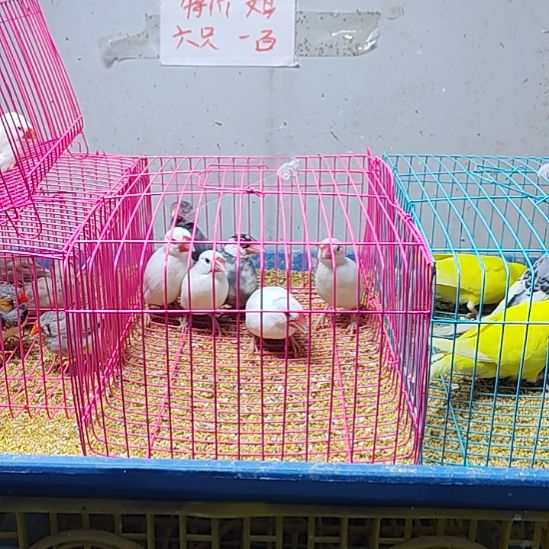 豆***4文鸟特价白文花文断尾少毛爪子有瑕疵六只