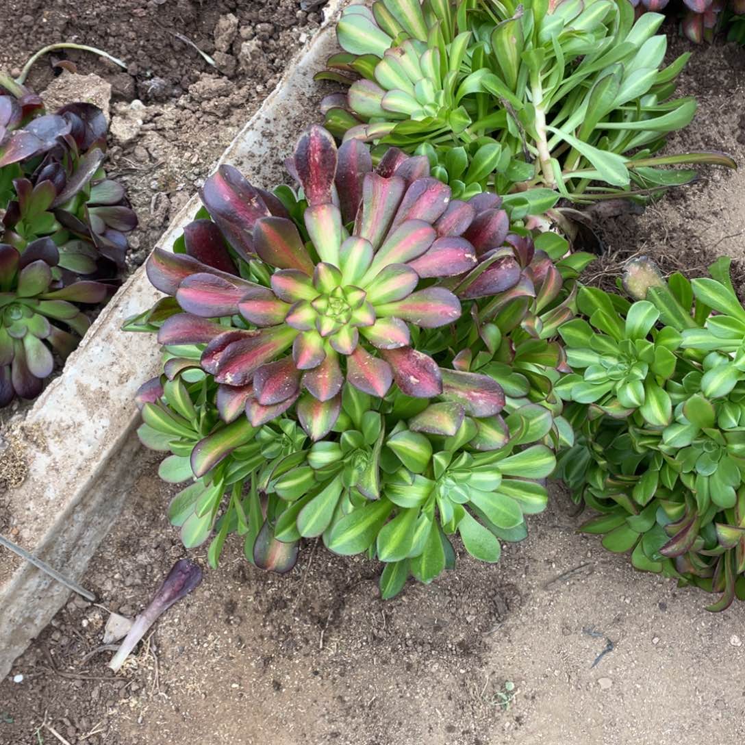 花娜多肉法师断枝不包量