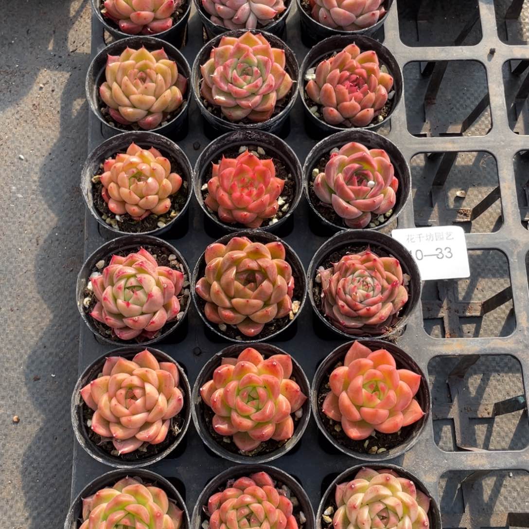 一物一拍18颗10-33