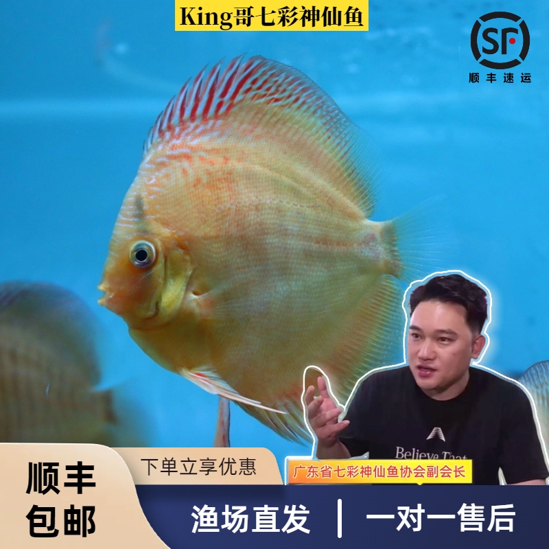 King哥七彩神仙鱼渔场直供活体热带观赏鱼野彩CR特隆贝塔F1鱼苗