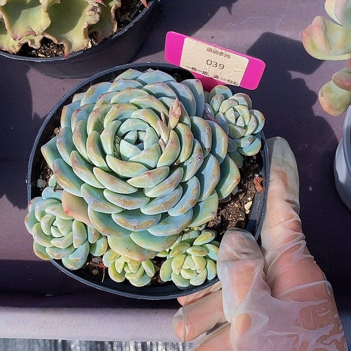 039冰玉肉肉肉肉肉肉