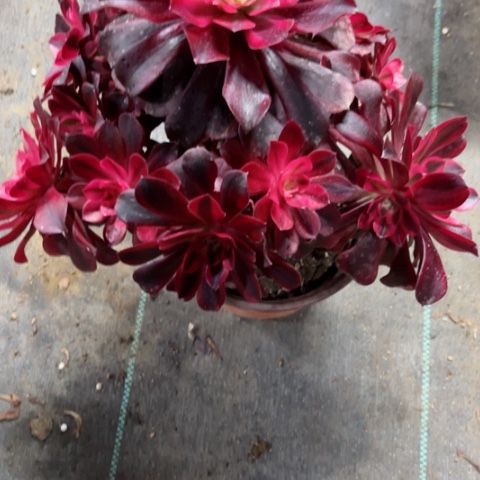 多肉植物美杜莎锦。