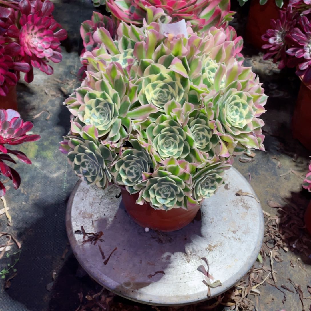 多肉植物白凤233