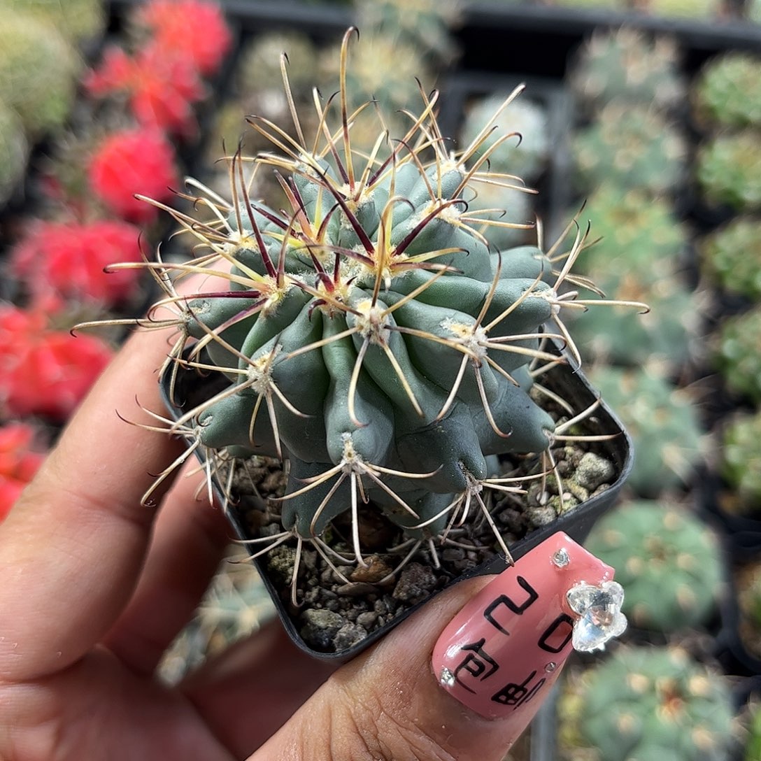 黑罗刹单头发货单头发货