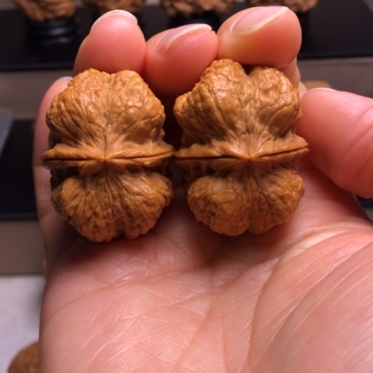 文玩核桃把件霸王龙脊2