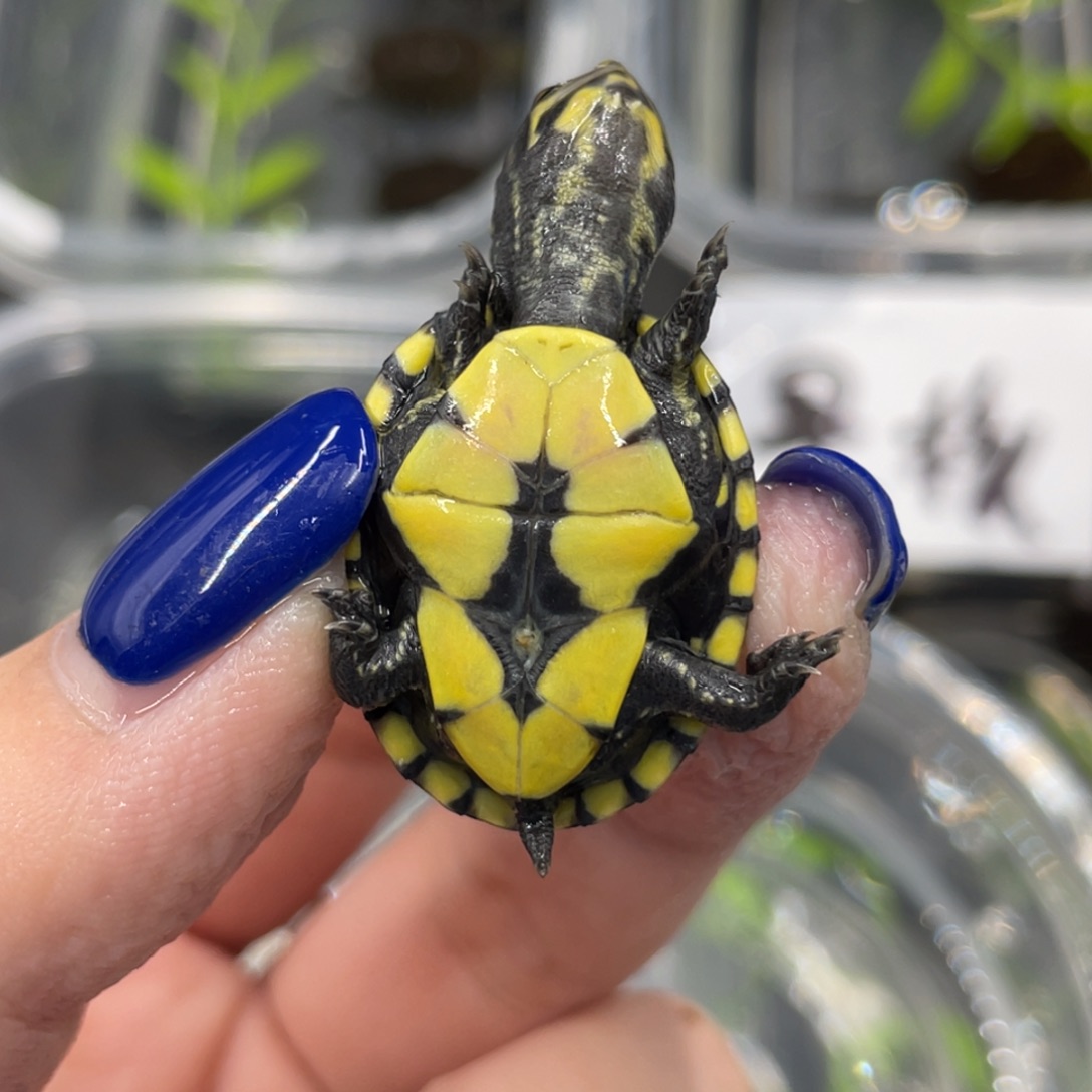 蛋龟母不分公母556